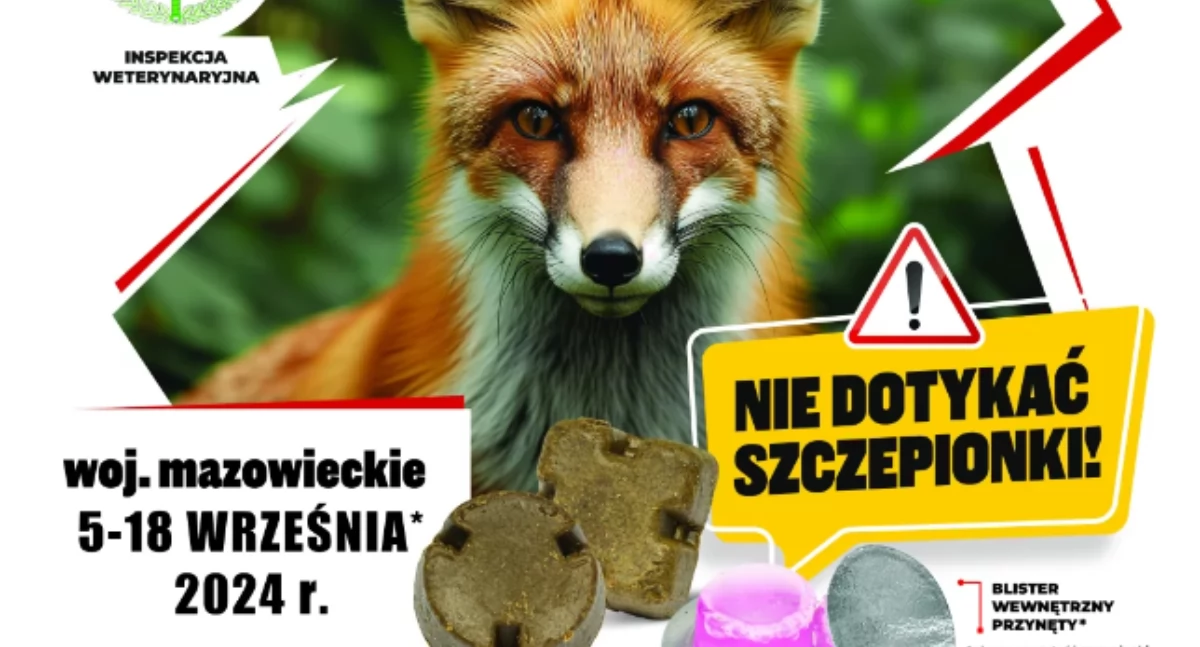 weterynaria, AKCJA SZCZEPIENIA LISÓW WOLNO ŻYJĄCYCH PRZECIWKO WŚCIEKLIŹNIE - zdjęcie, fotografia
